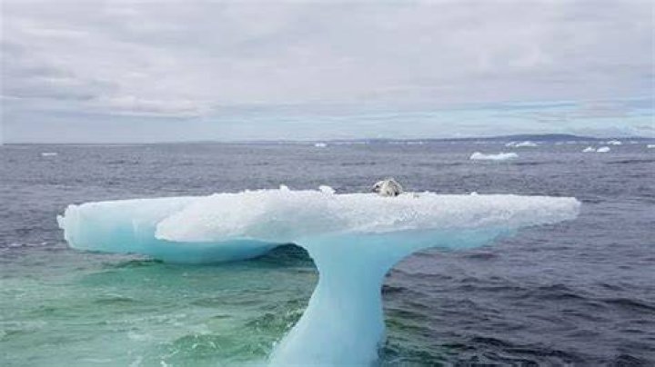 arctic fox Labrador rescue