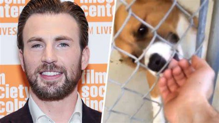 Chris Evans Pets