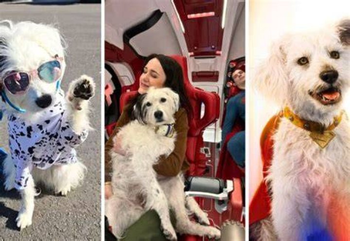 Don Cherry Pets