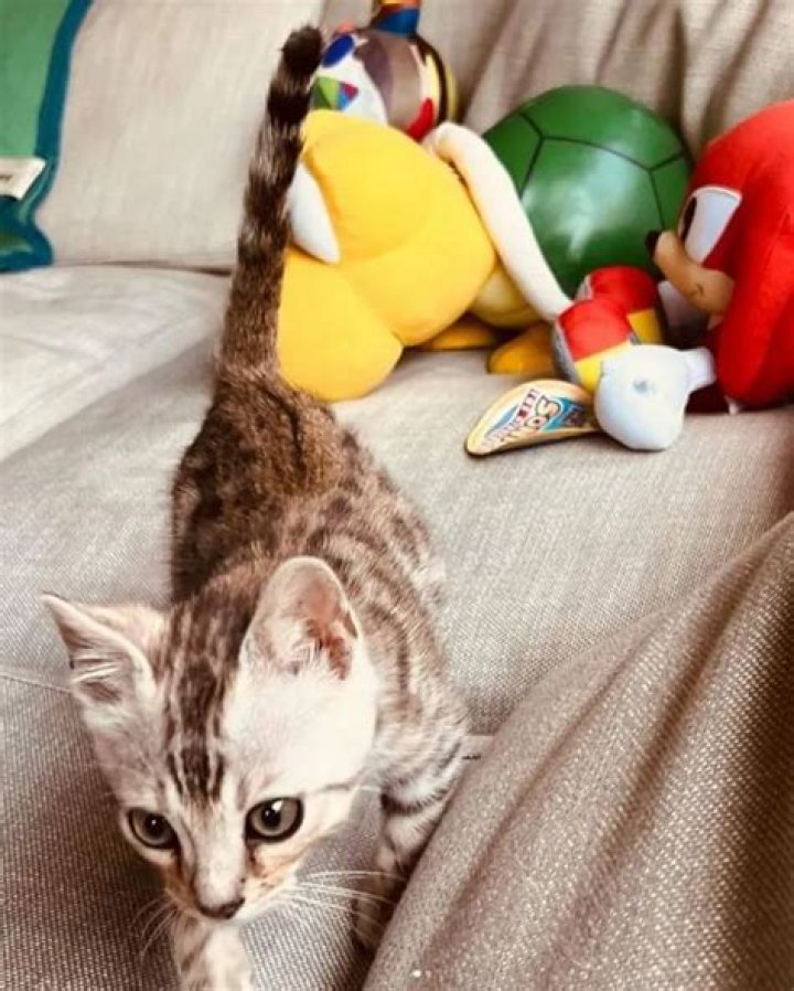 Kid Cudi Pets