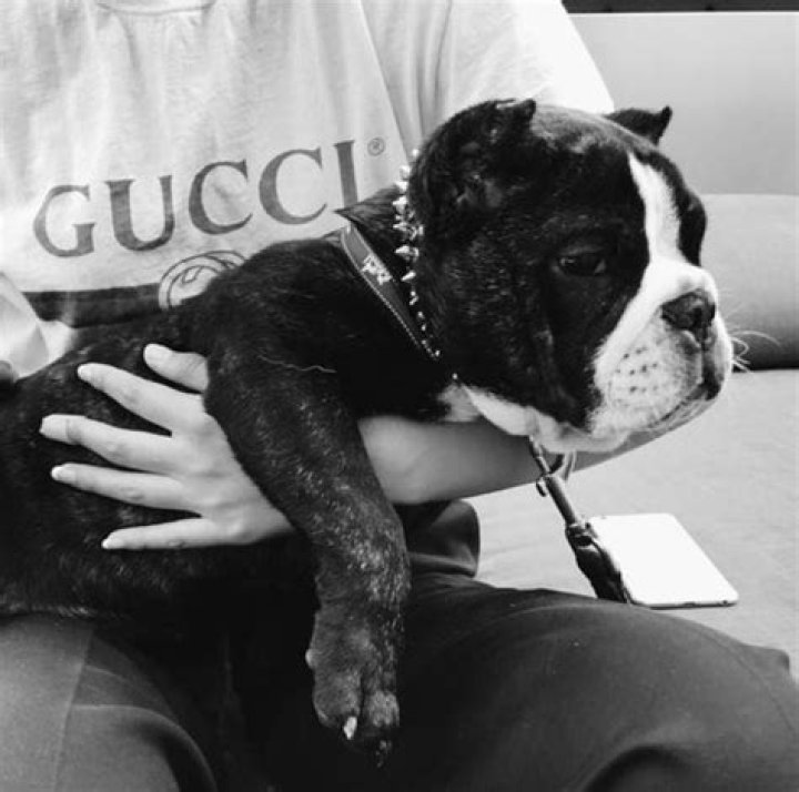Lil Uzi Vert Pets
