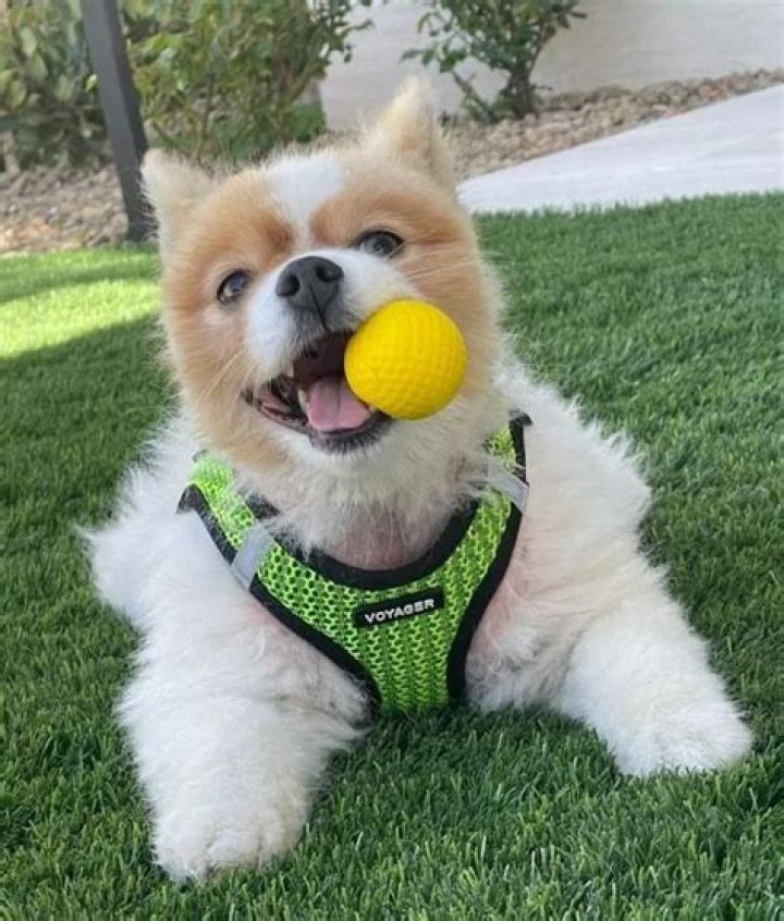 Mark Wahlberg Pets