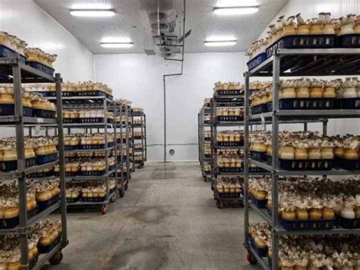 Mushroom farm ready