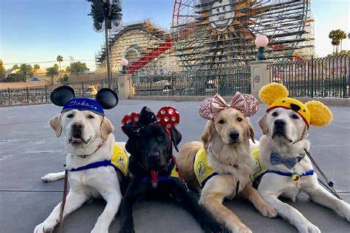service dogs Disneyland