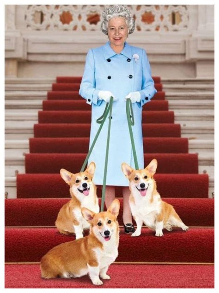 The Queen corgi